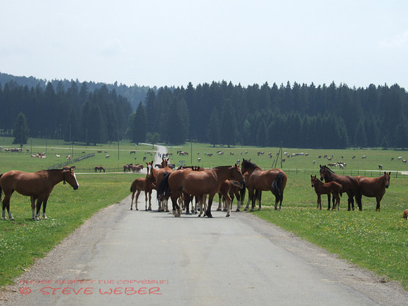 Franches Montagnes