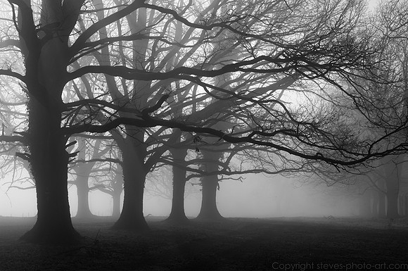trees